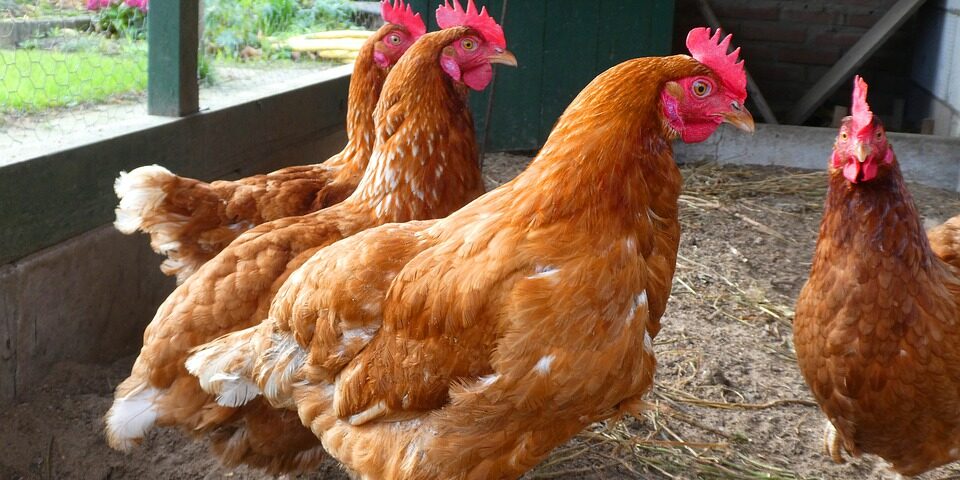 Native Chickens