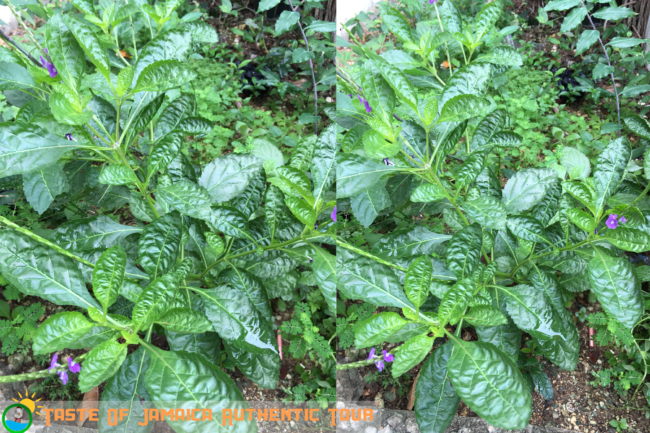 jamaican-herbs