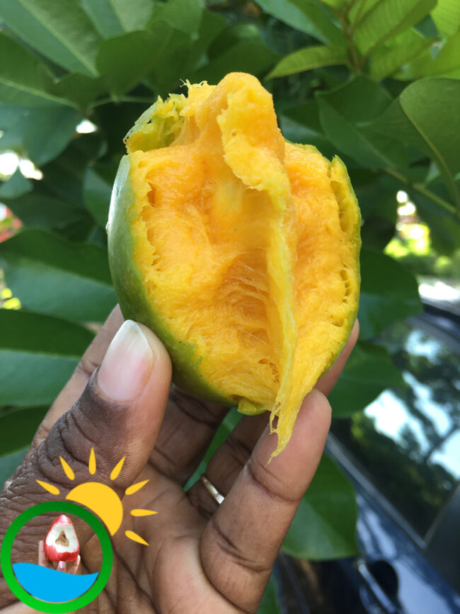 jamaica-black-mango-003