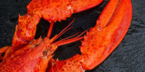 Lobster