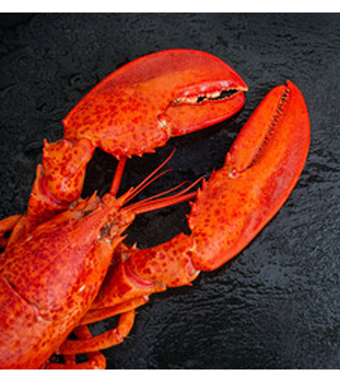 Lobster