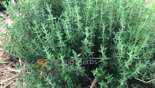 Thyme leaves