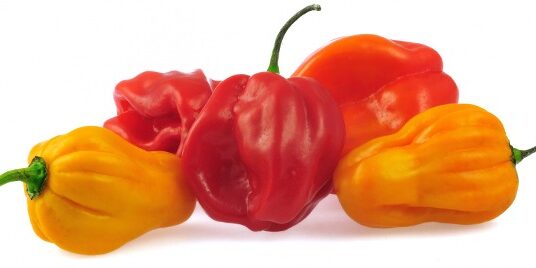 scotch bonnet pepper