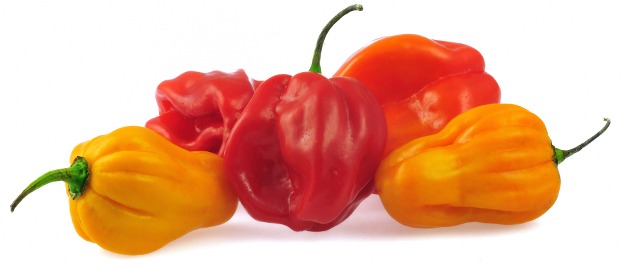 scotch bonnet pepper