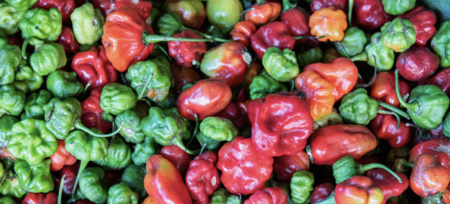 scotch bonnet pepper
