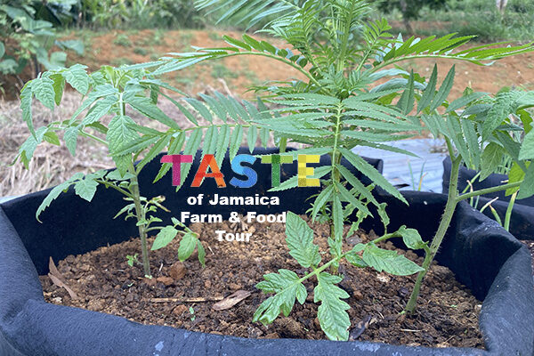 companion plants 002