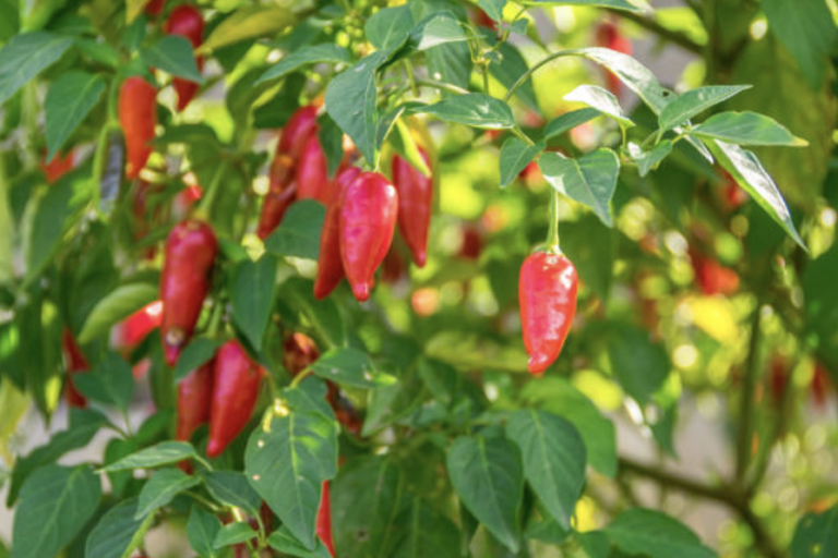growing peppers and the soil
