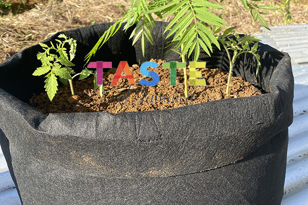 planting tomatoes in grow bags