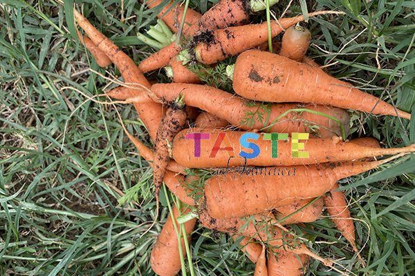 growing carrots