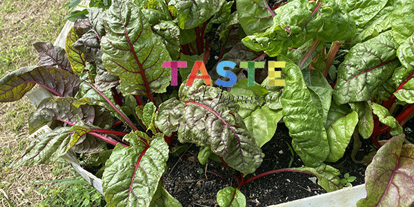 swiss chard harvesting