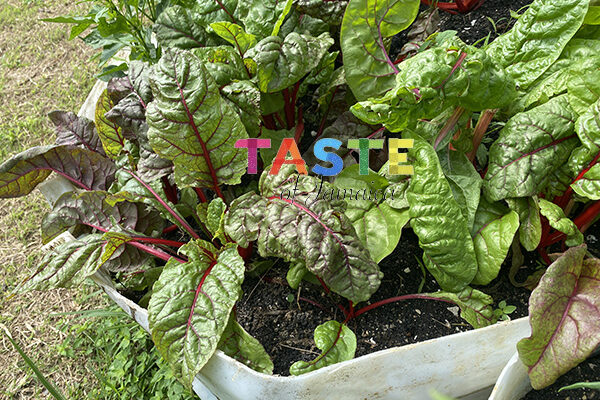 swiss chard harvesting