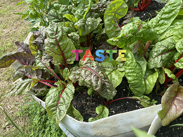 swiss chard harvesting
