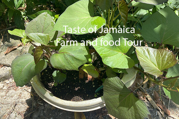 How We Plant Sweet Potatoes from slips