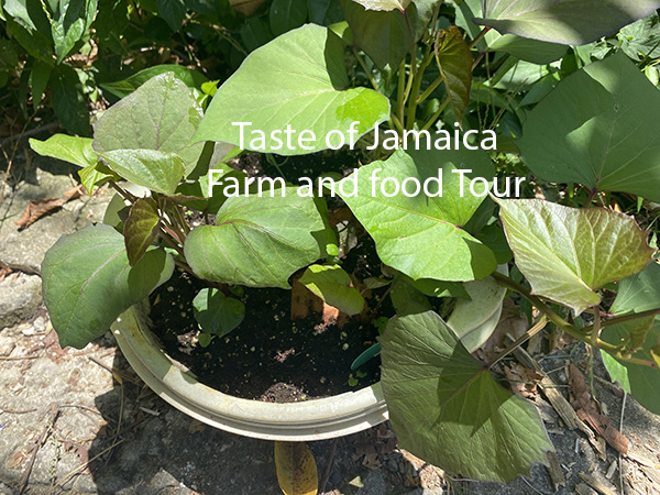 How We Plant Sweet Potatoes from slips