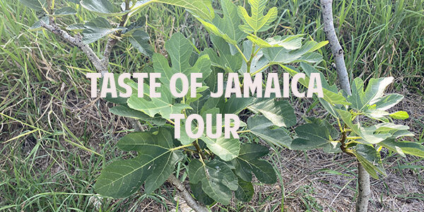 taste of jamaica fig tree