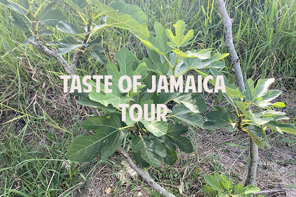 taste of jamaica fig tree