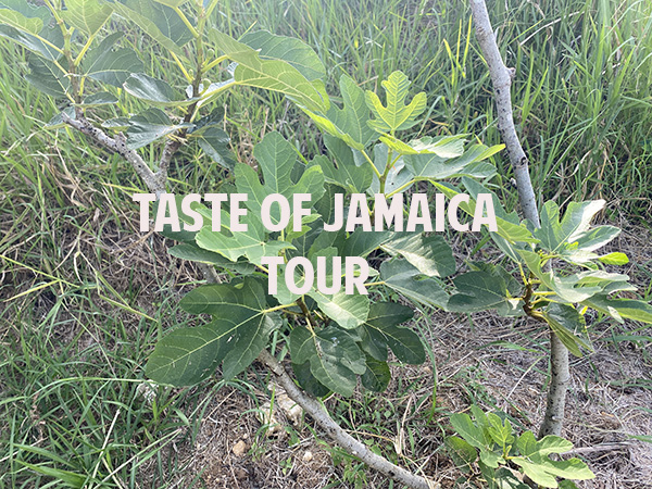 taste of jamaica fig tree
